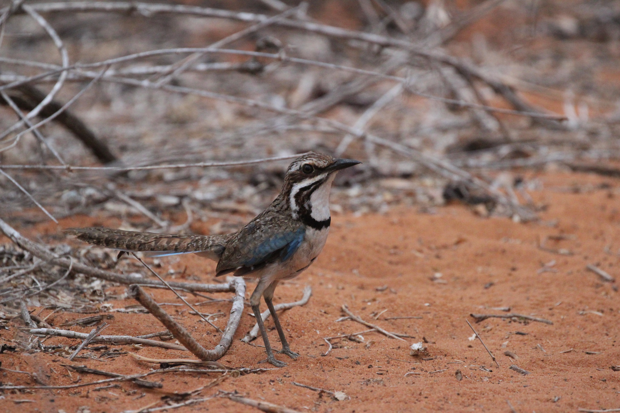 Long-tailed Ground Roller (Uratelornis chimaera), photo 7