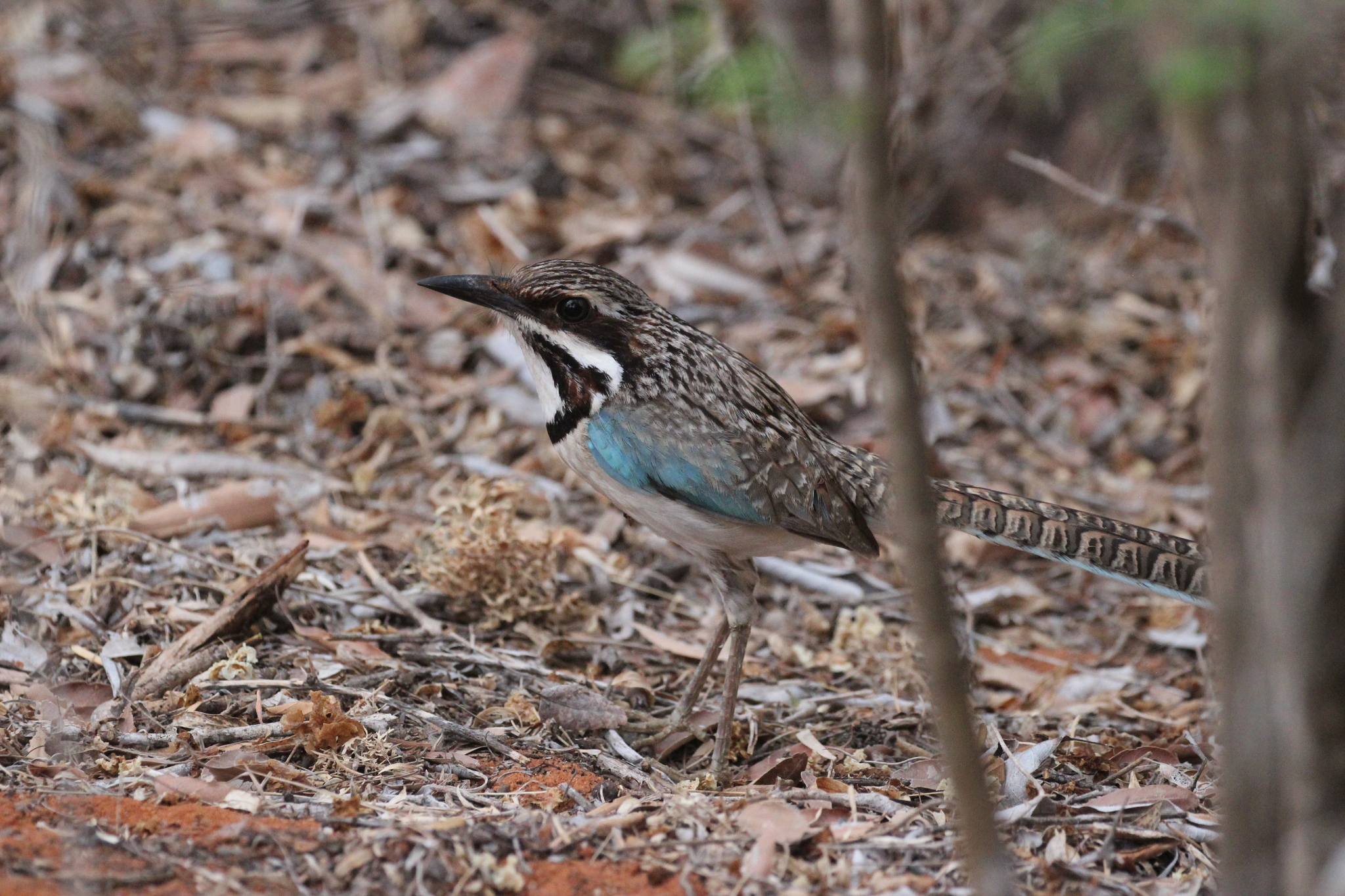 Long-tailed Ground Roller (Uratelornis chimaera), photo 9