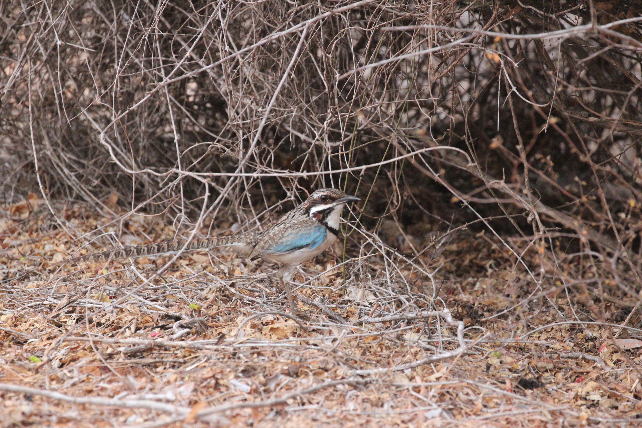 Long-tailed Ground Roller (Uratelornis chimaera), photo 10