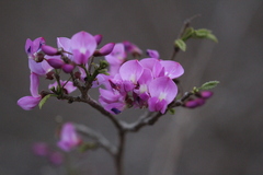 Pongamiopsis kathmanduensis (Pongamiopsis)