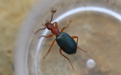 Brachinus crepitans