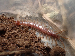 Bothropolys positivus