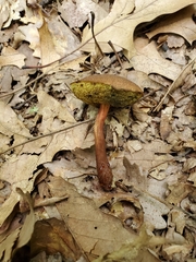 Boletus pseudochrysenteron