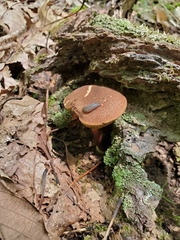 Boletus pseudochrysenteron
