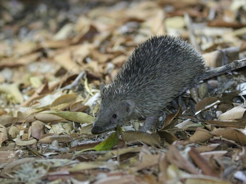 Lesser Hedgehog Tenrec