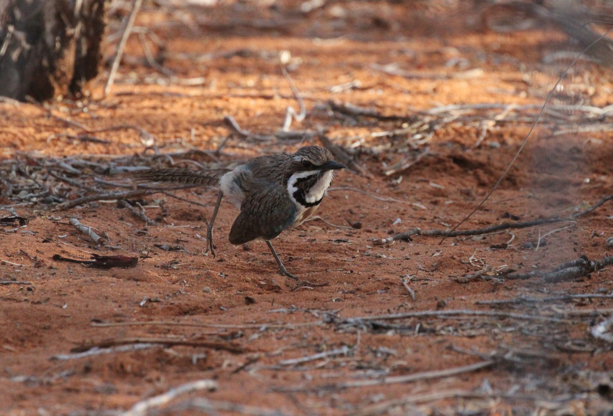 Long-tailed Ground Roller (Uratelornis chimaera), photo 5