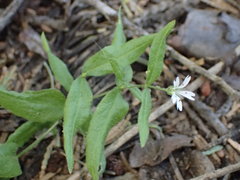 Pseudostellaria jamesiana