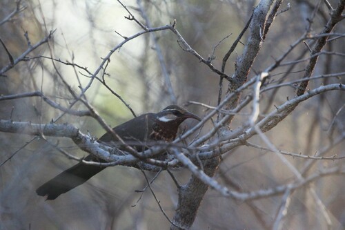 Subdesert Mesite (Monias benschi), photo 3