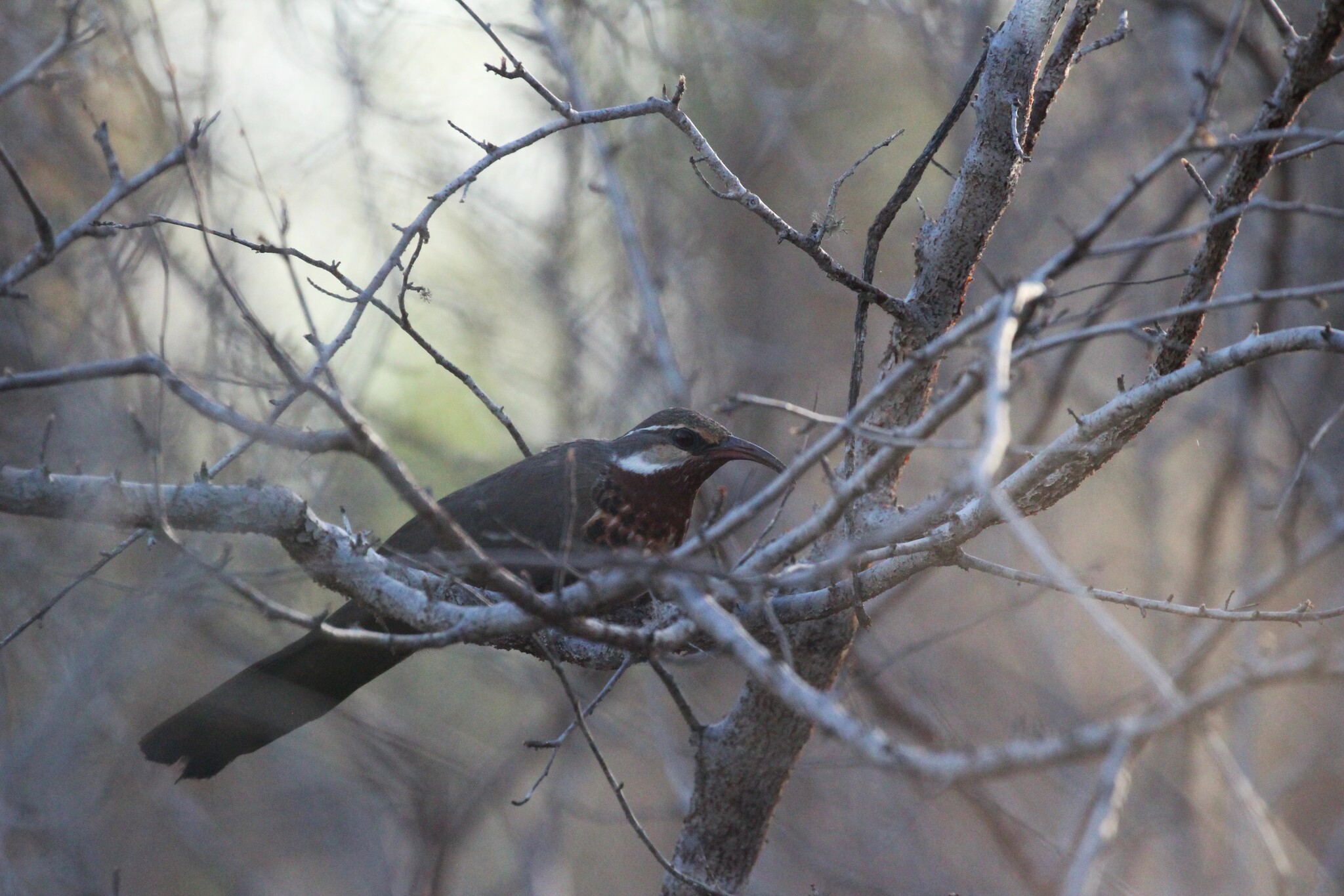 Subdesert Mesite (Monias benschi), photo 7