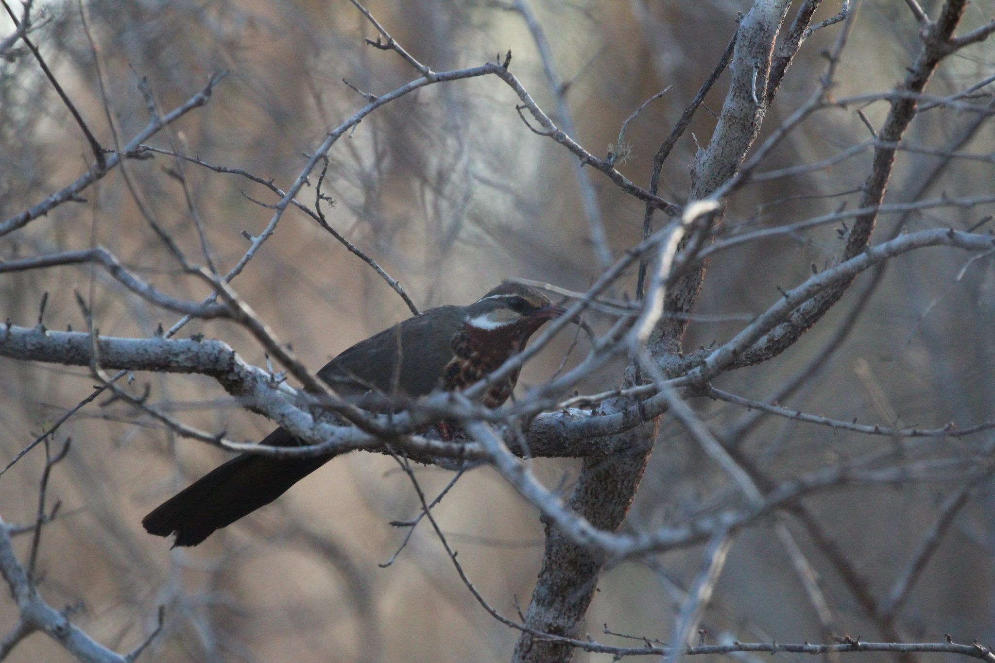 Subdesert Mesite (Monias benschi), photo 9