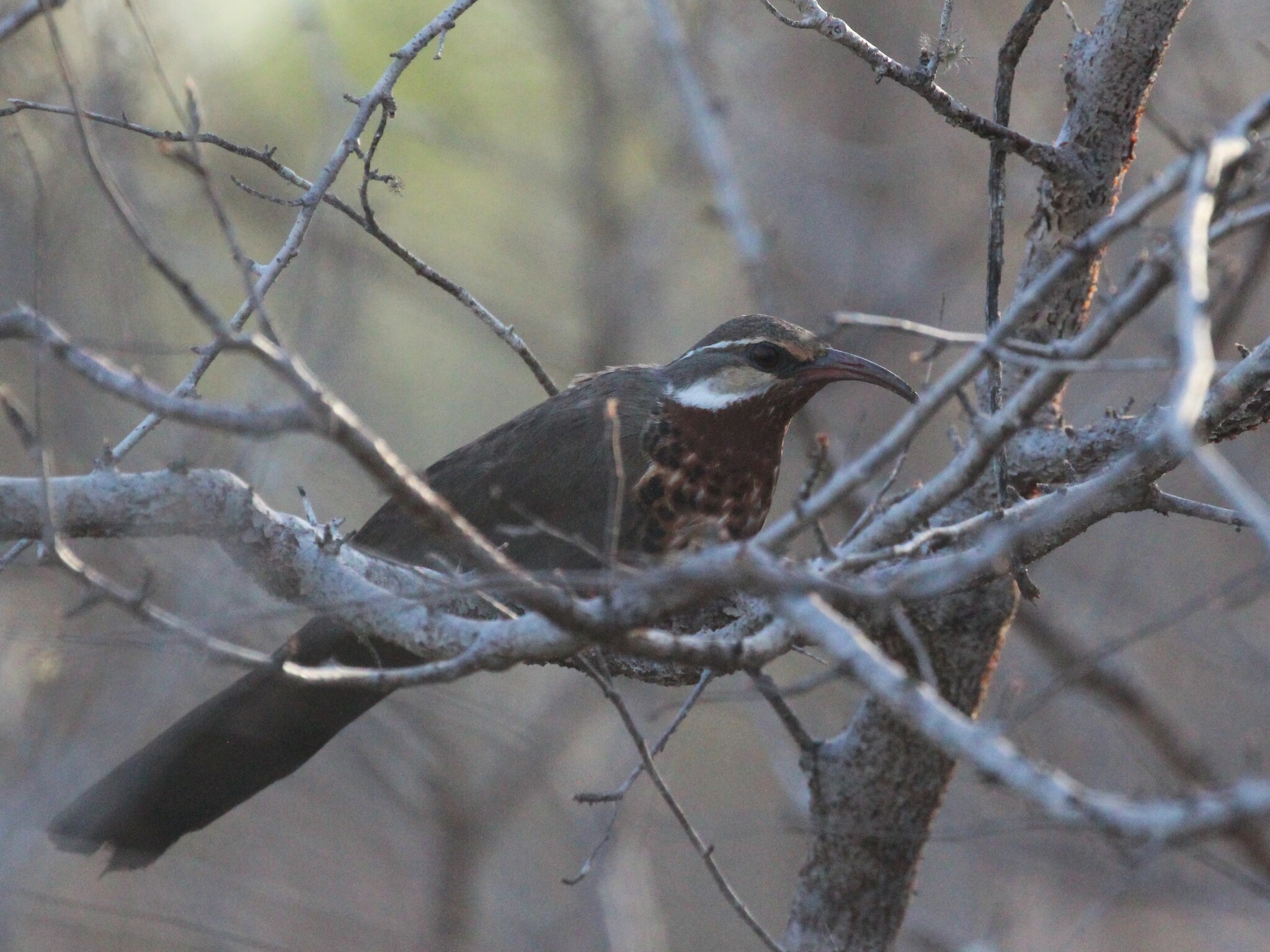 Subdesert Mesite (Monias benschi), photo 8