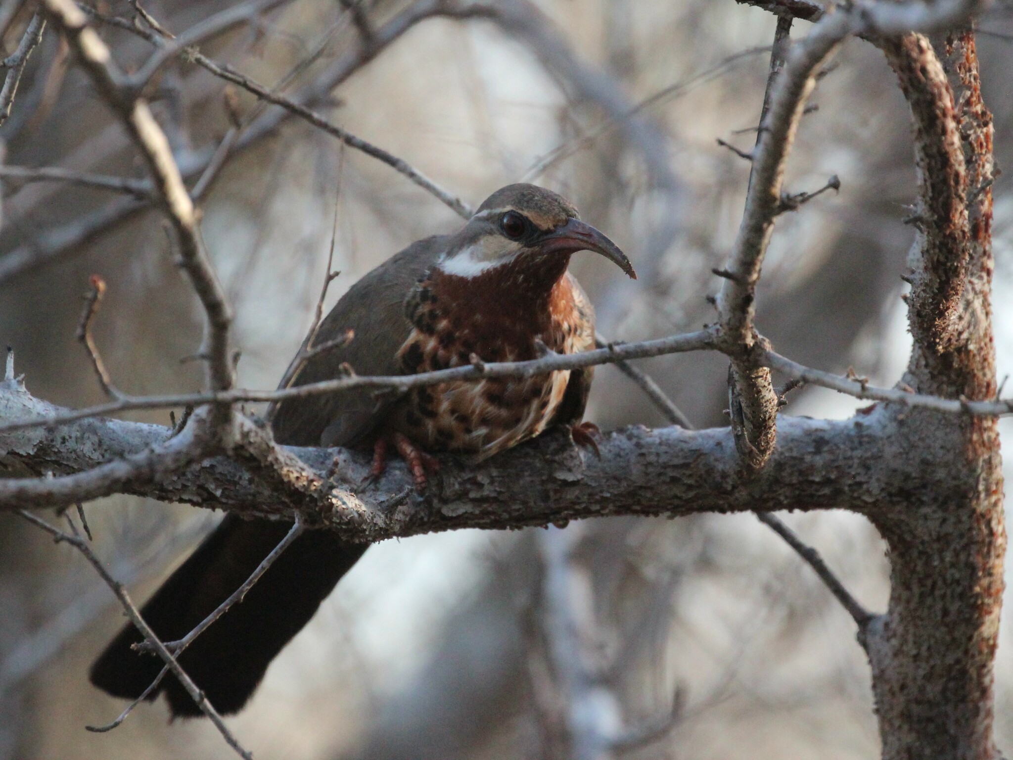 Subdesert Mesite (Monias benschi), photo 3
