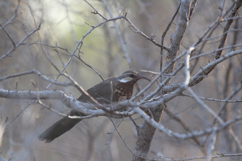Subdesert Mesite (Monias benschi), photo 6