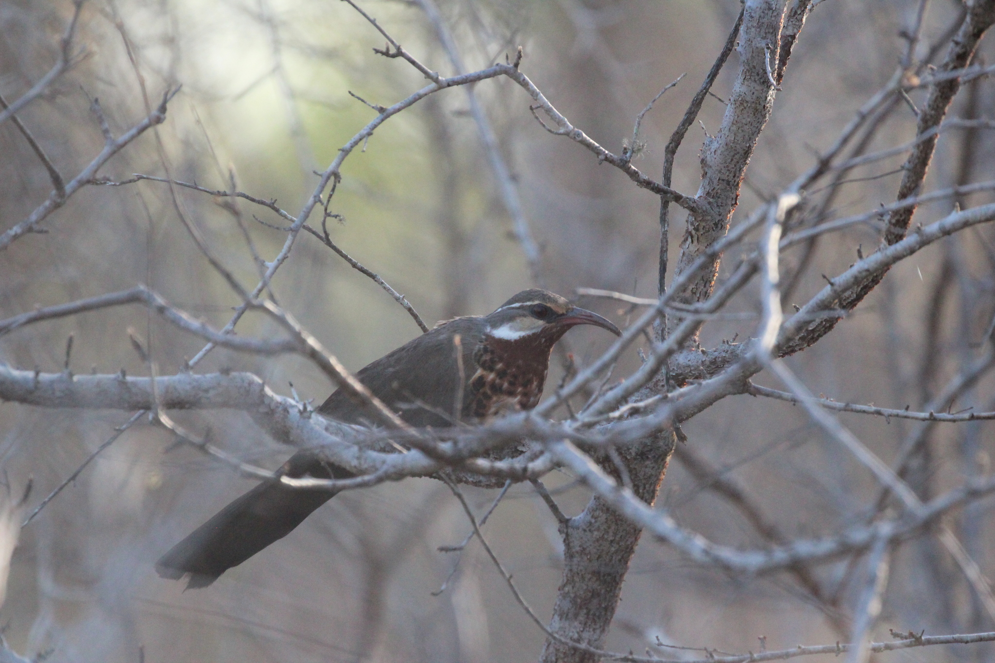 Subdesert Mesite (Monias benschi), photo 10