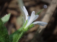 Pseudostellaria jamesiana