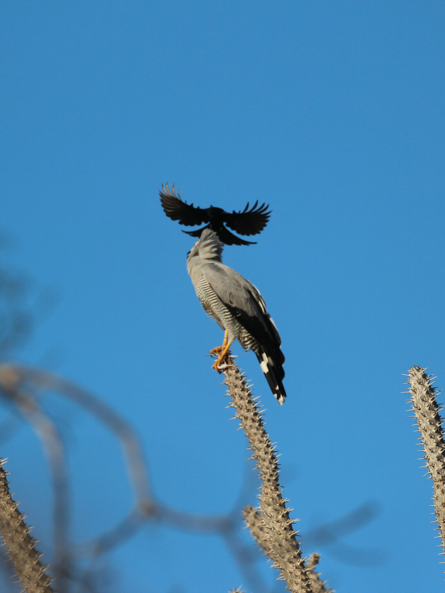 Madagascar Harrier-Hawk (Polyboroides radiatus), photo 10