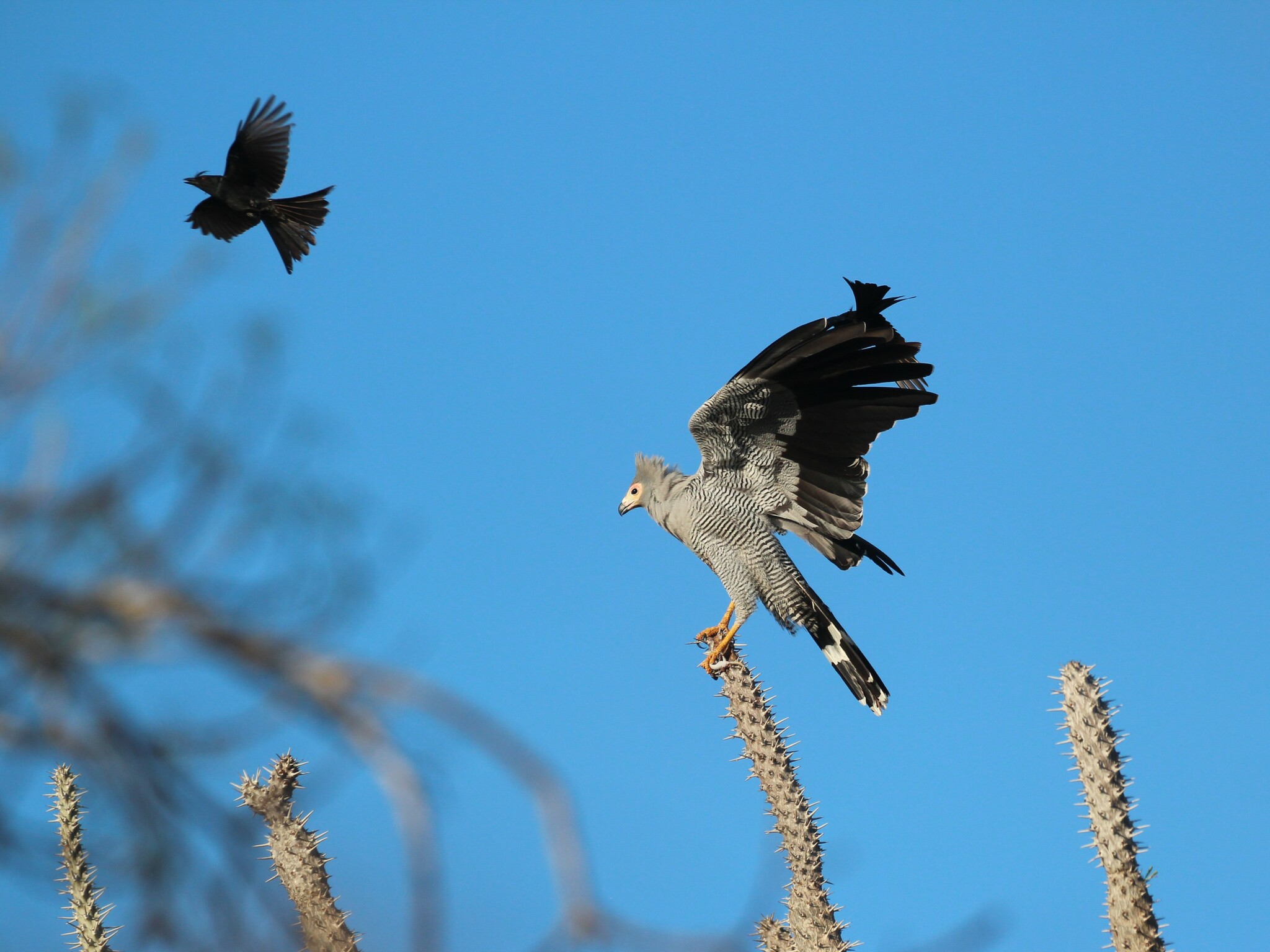 Madagascar Harrier-Hawk (Polyboroides radiatus), photo 8