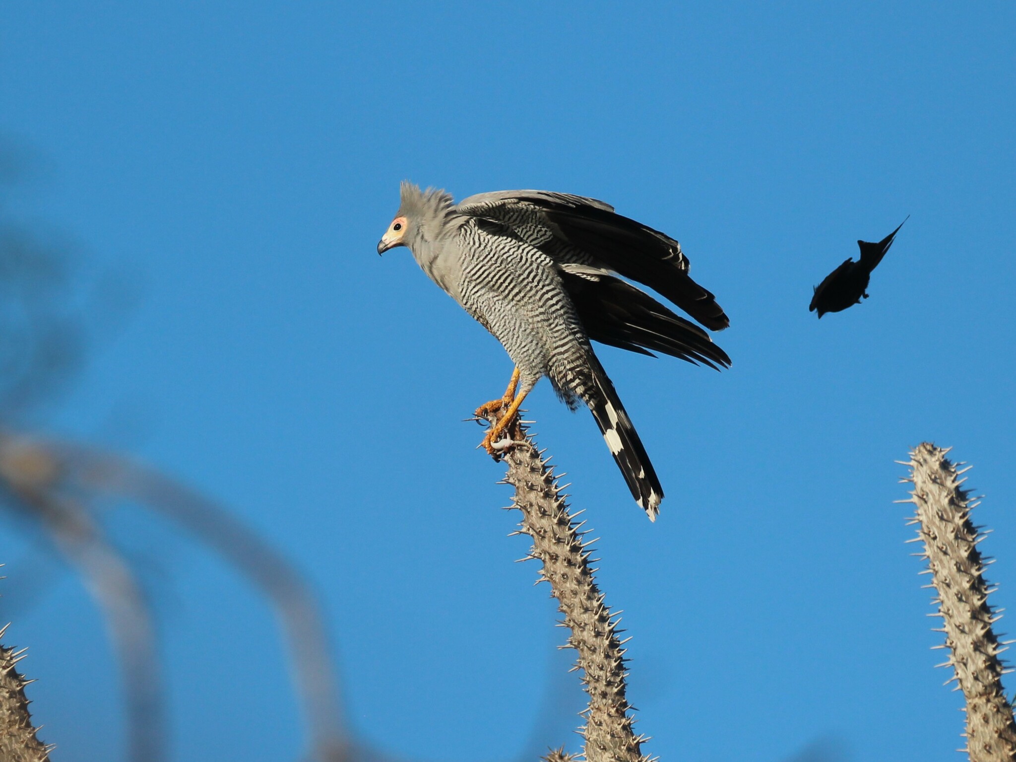 Madagascar Harrier-Hawk (Polyboroides radiatus), photo 9