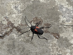 Purpuricenus humeralis