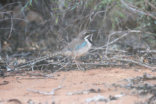 Long-tailed Ground Roller (Uratelornis chimaera), photo 6