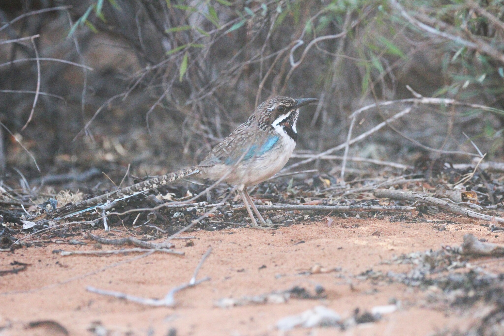 Long-tailed Ground Roller (Uratelornis chimaera), photo 6