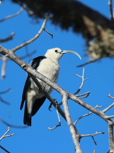 Sickle-billed Vanga (Falculea palliata), photo 2