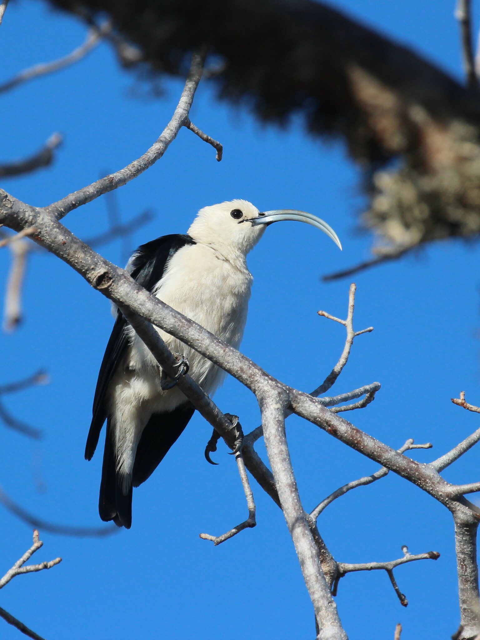 Sickle-billed Vanga (Falculea palliata), photo 2