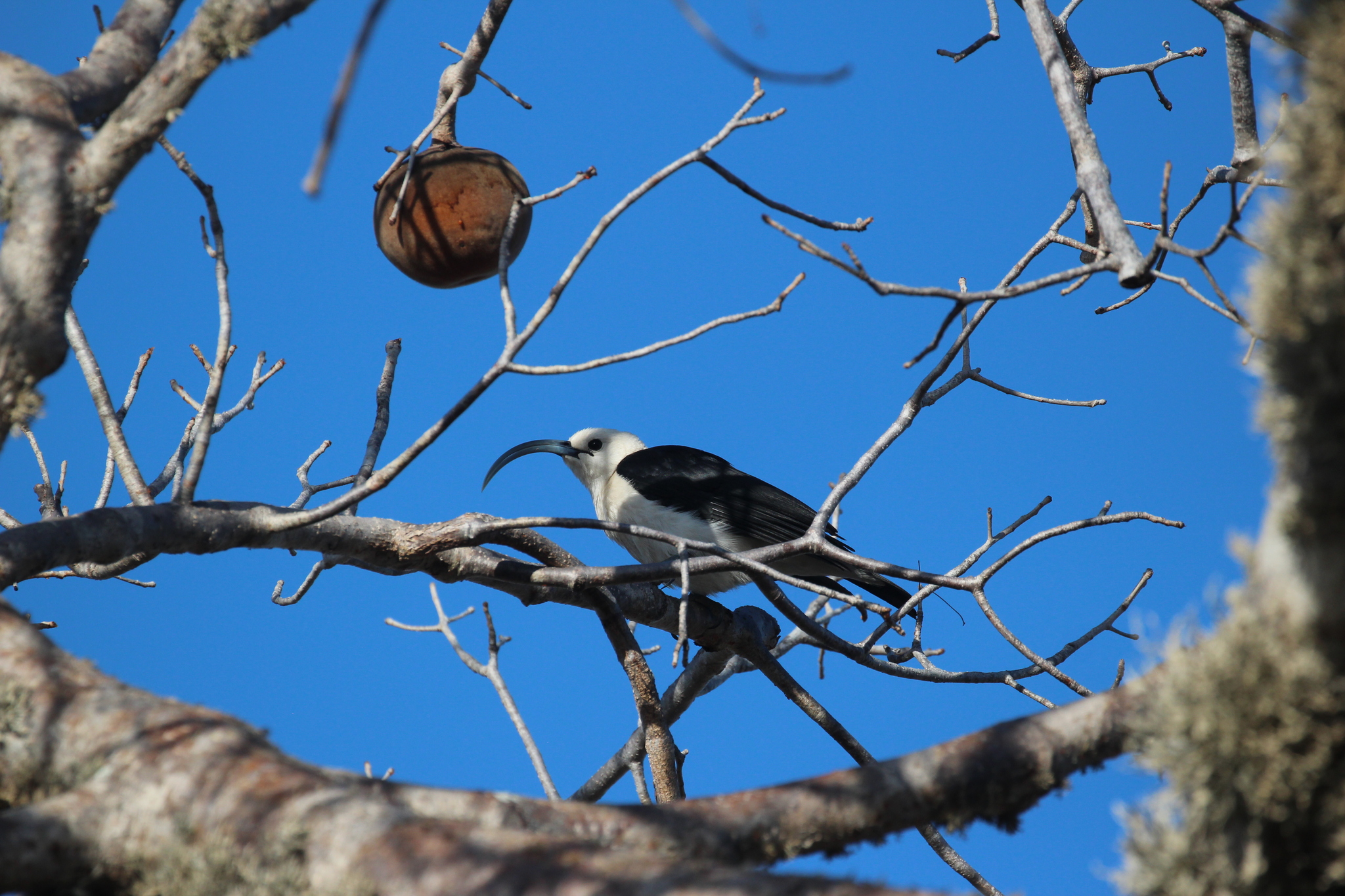 Sickle-billed Vanga (Falculea palliata), photo 3