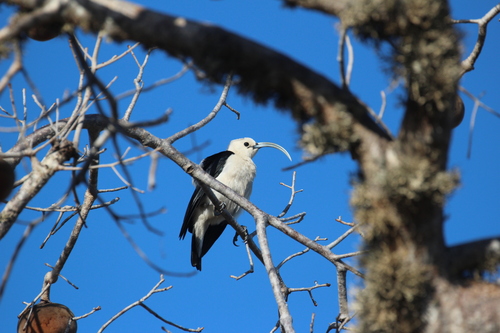 Sickle-billed Vanga (Falculea palliata), photo 8