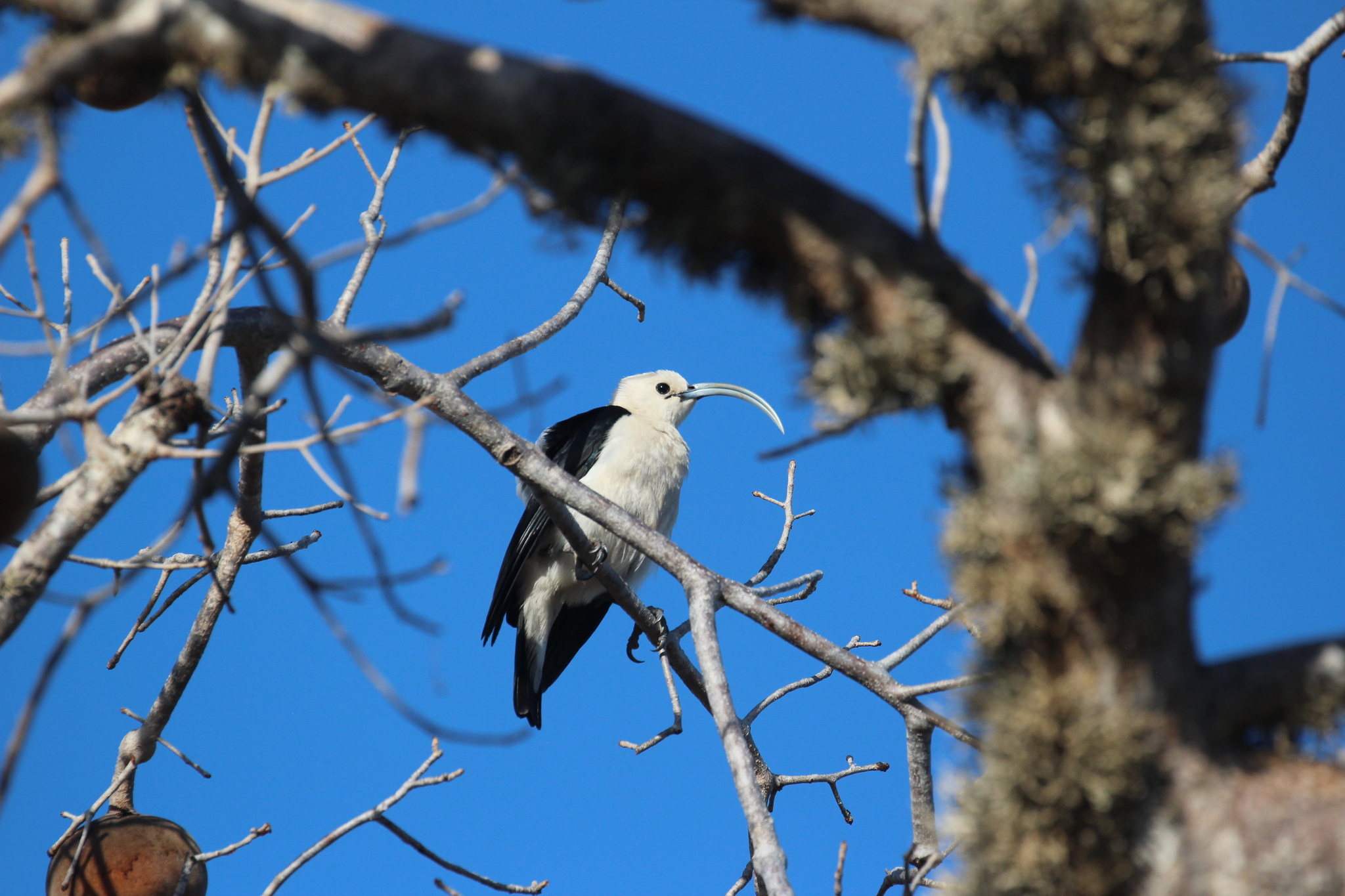 Sickle-billed Vanga (Falculea palliata), photo 8