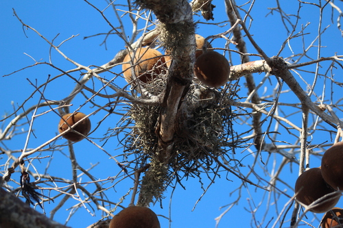 Sickle-billed Vanga (Falculea palliata), photo 9