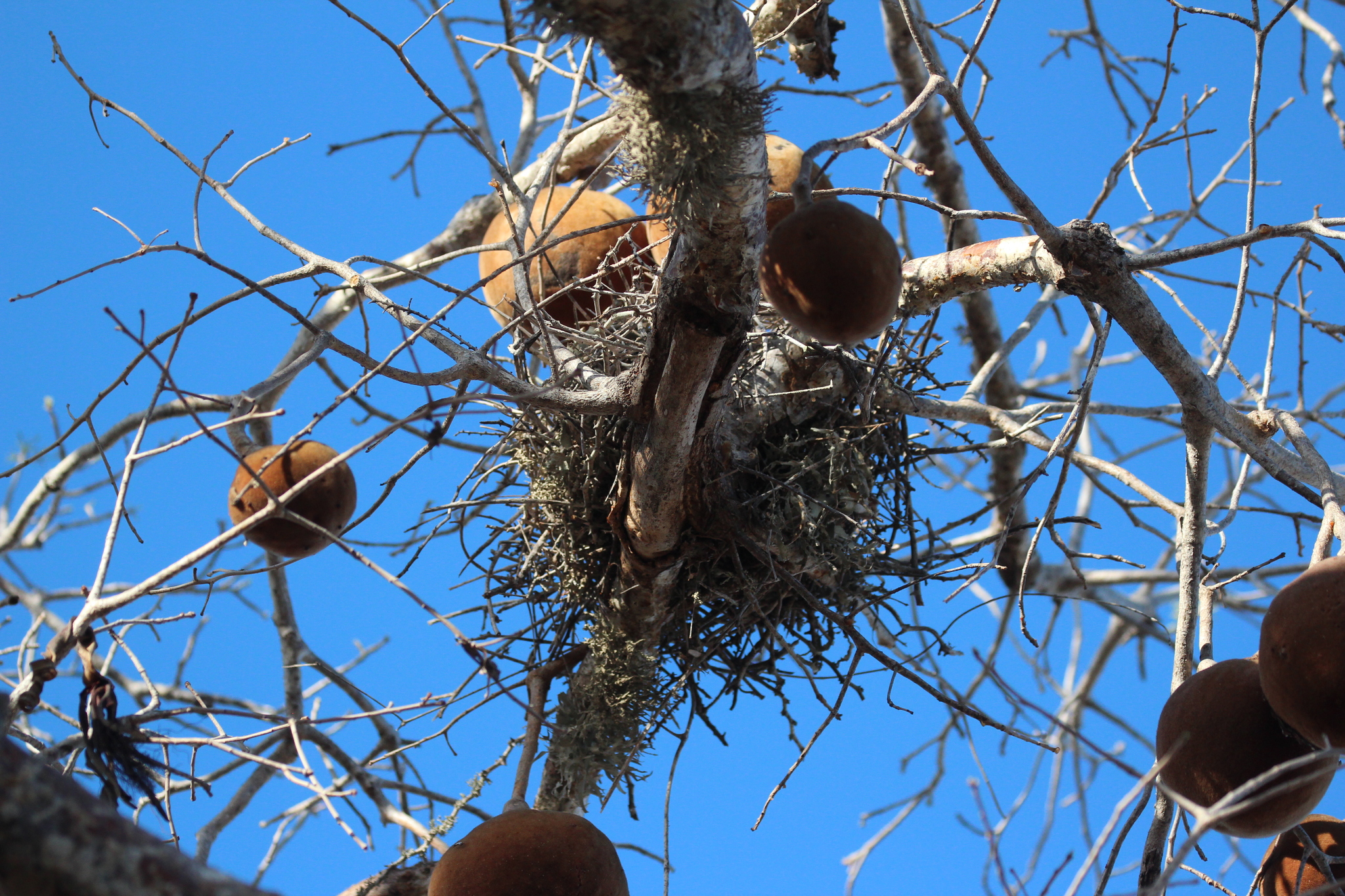 Sickle-billed Vanga (Falculea palliata), photo 9