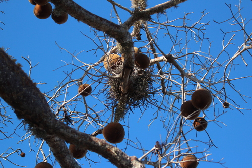 Sickle-billed Vanga (Falculea palliata), photo 10