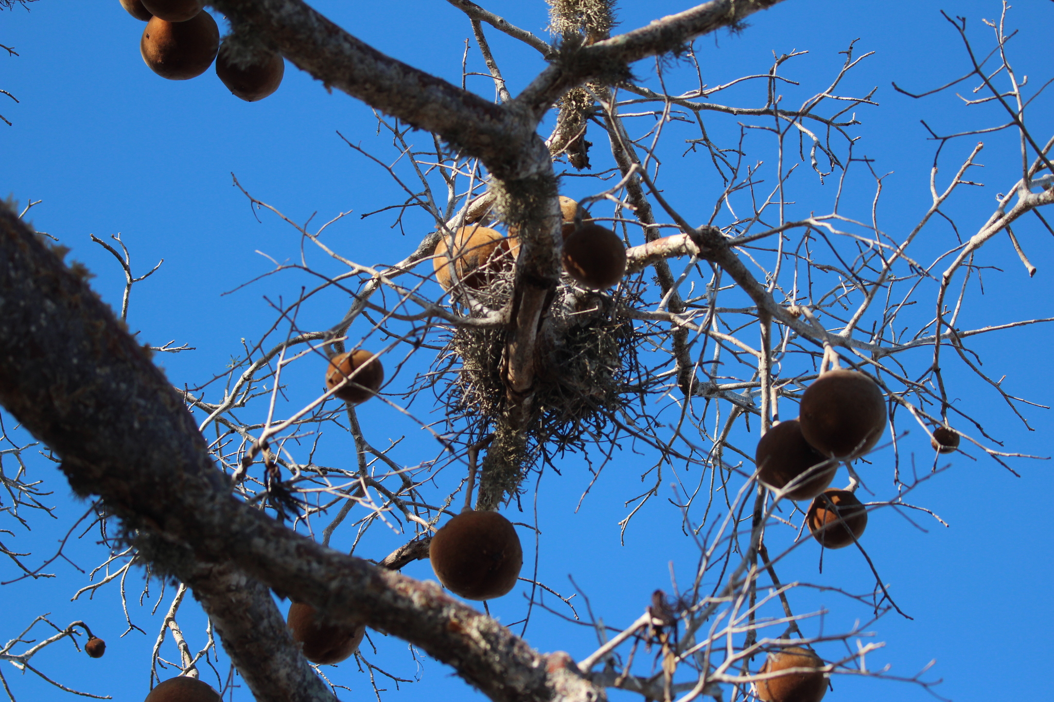 Sickle-billed Vanga (Falculea palliata), photo 10