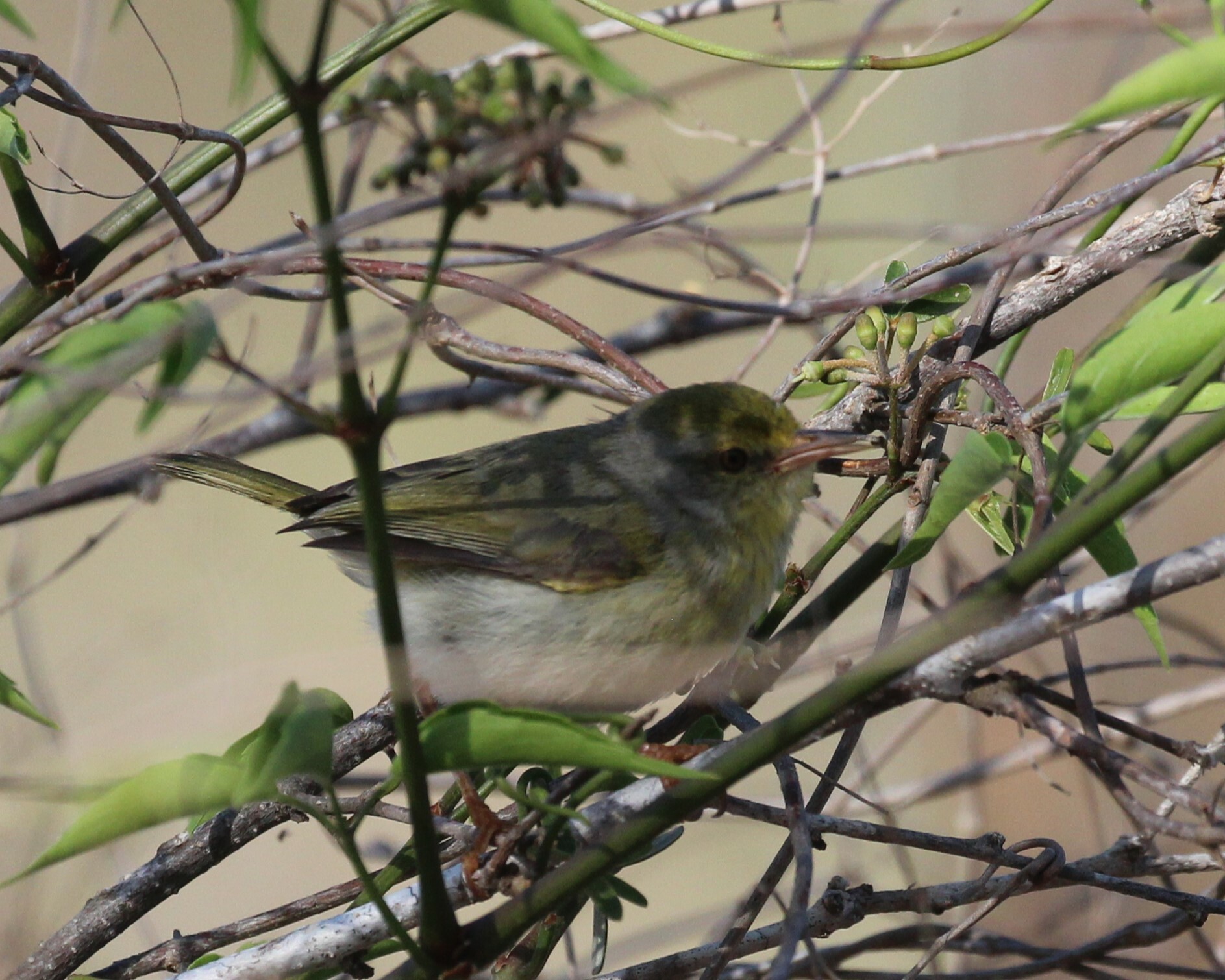 Common Jery (Neomixis tenella), photo 8