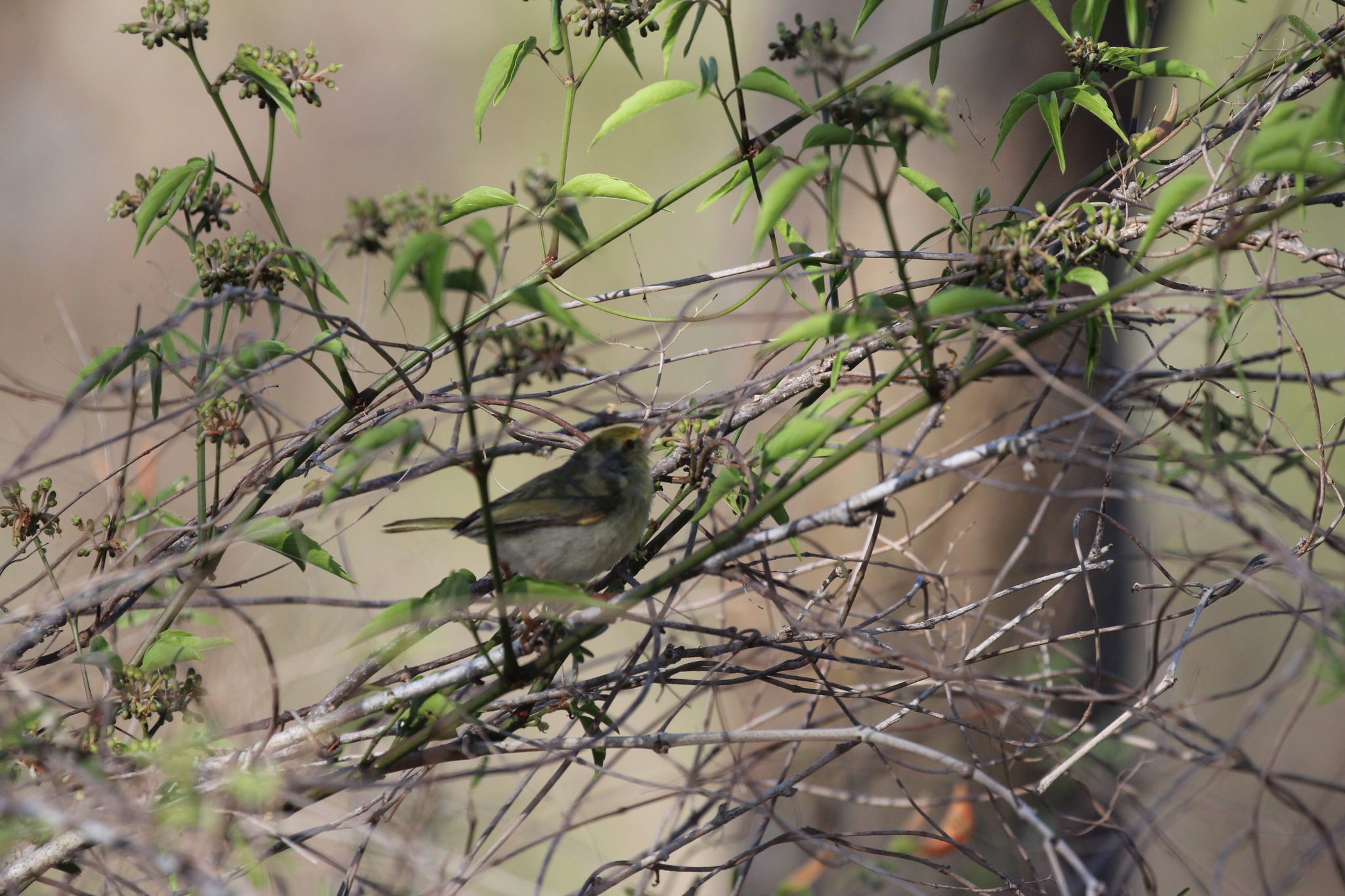 Common Jery (Neomixis tenella), photo 9