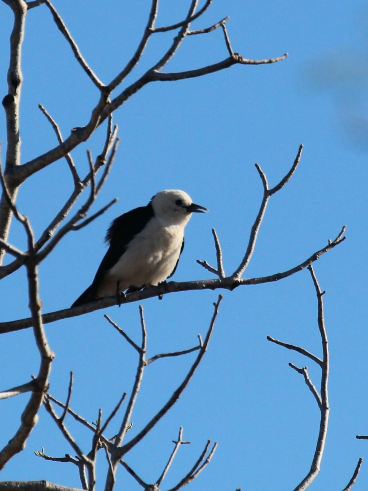 White-headed Vanga (Artamella viridis), photo 2