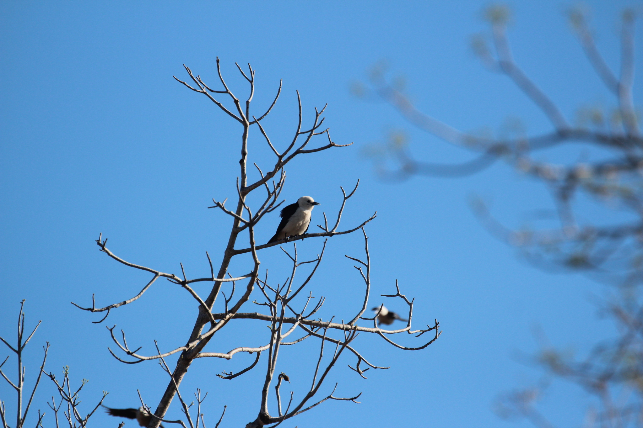 White-headed Vanga (Artamella viridis), photo 3