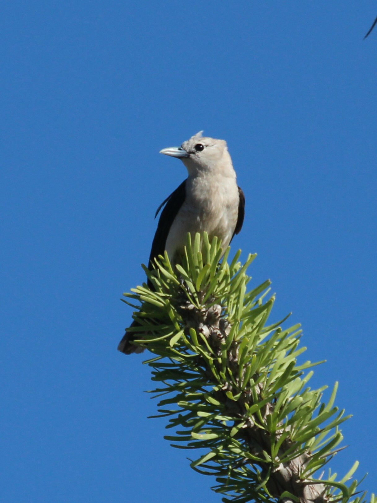 White-headed Vanga (Artamella viridis), photo 5