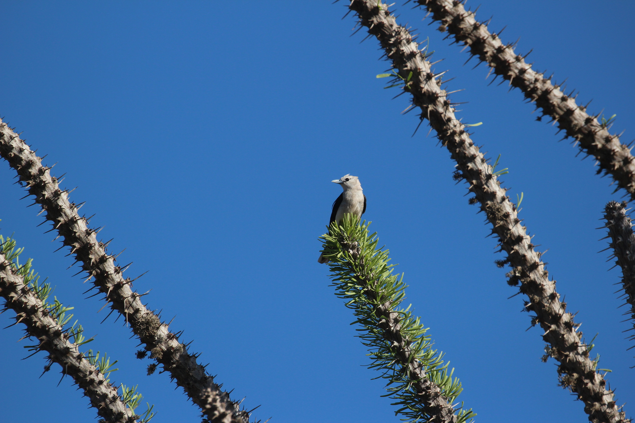 White-headed Vanga (Artamella viridis), photo 4