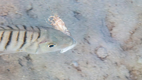 Pignose grunter (Lithognathus lithognathus) — Sparidae