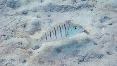 Sand steenbras (Lithognathus mormyrus) — Sparidae