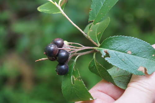 Purple Chokeberry (Aronia prunifolia)