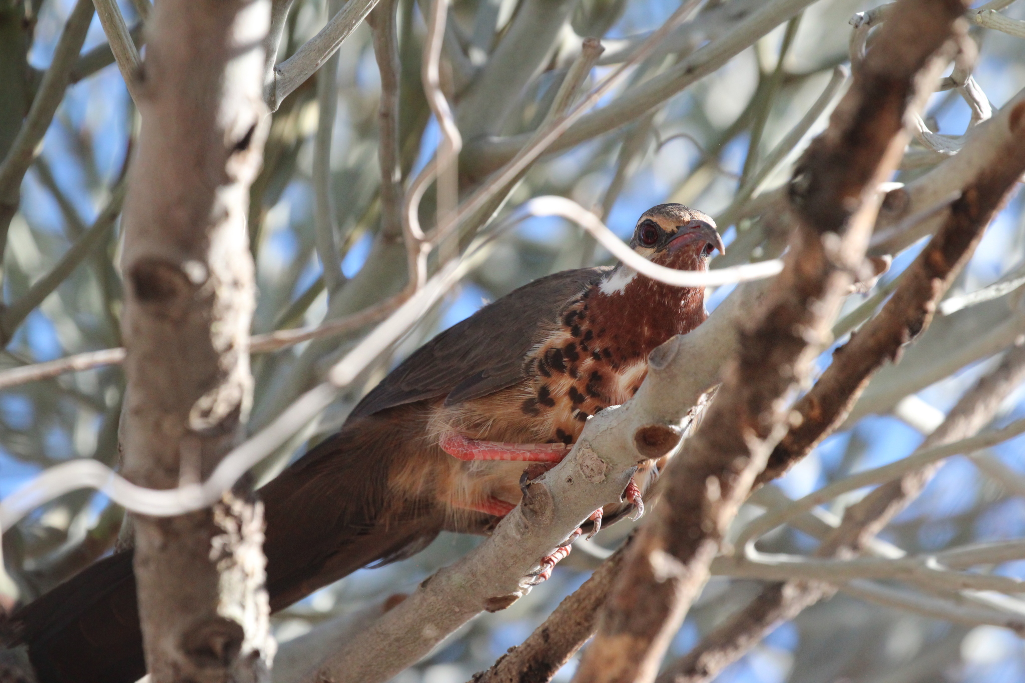 Subdesert Mesite (Monias benschi), photo 2