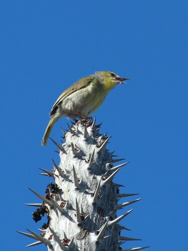 Stripe-throated Jery (Neomixis striatigula), photo 3