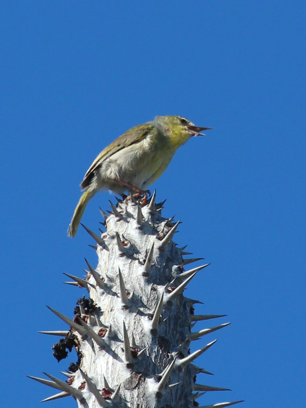 Stripe-throated Jery (Neomixis striatigula), photo 4