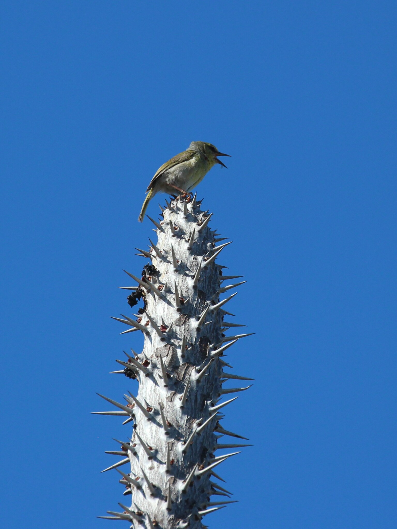 Stripe-throated Jery (Neomixis striatigula), photo 6