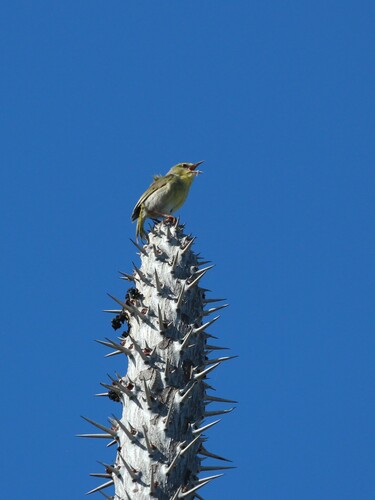 Stripe-throated Jery (Neomixis striatigula), photo 6