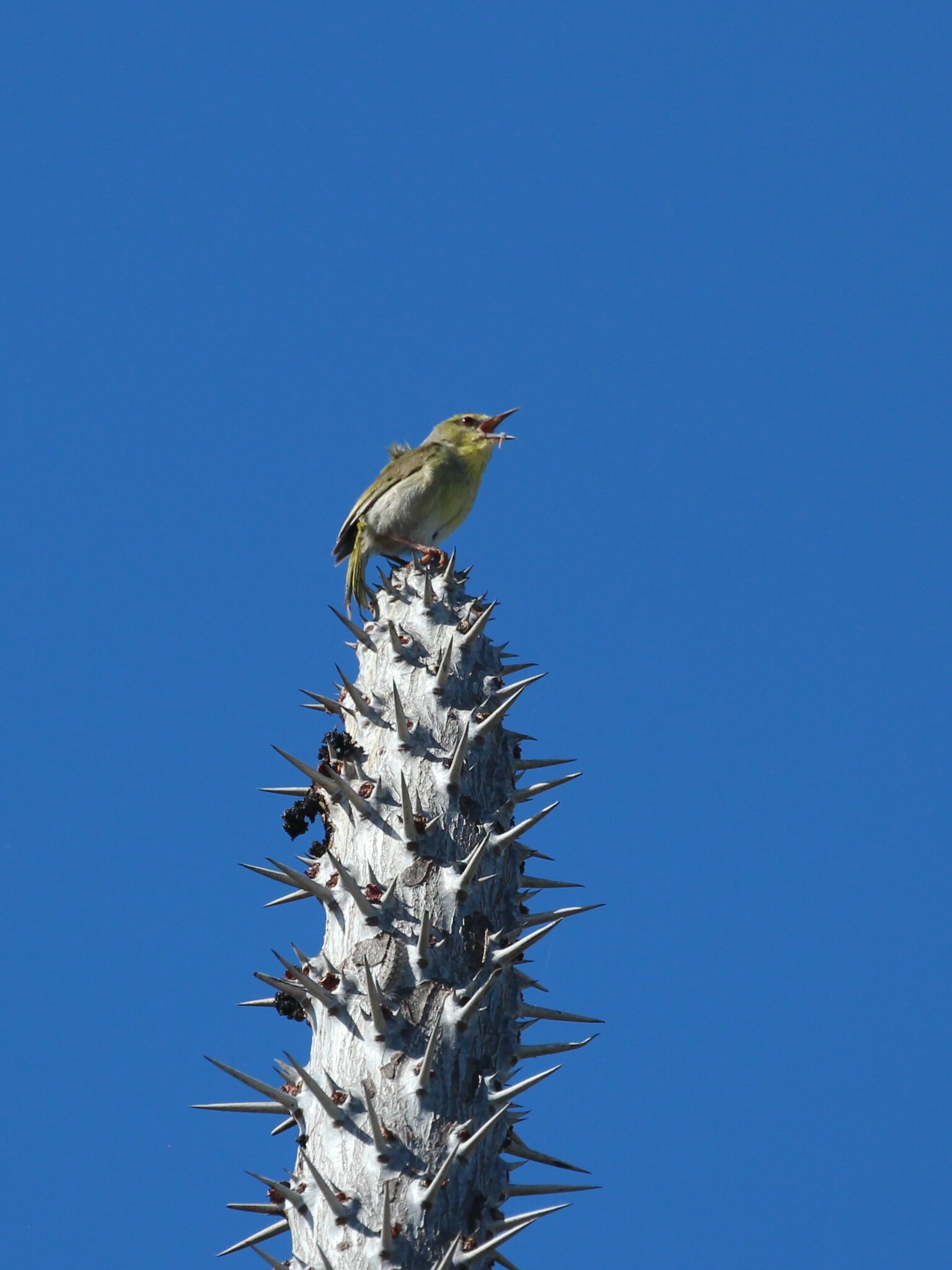 Stripe-throated Jery (Neomixis striatigula), photo 7