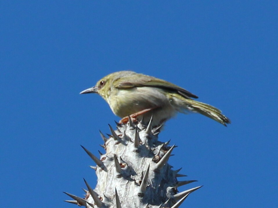 Stripe-throated Jery (Neomixis striatigula), photo 3